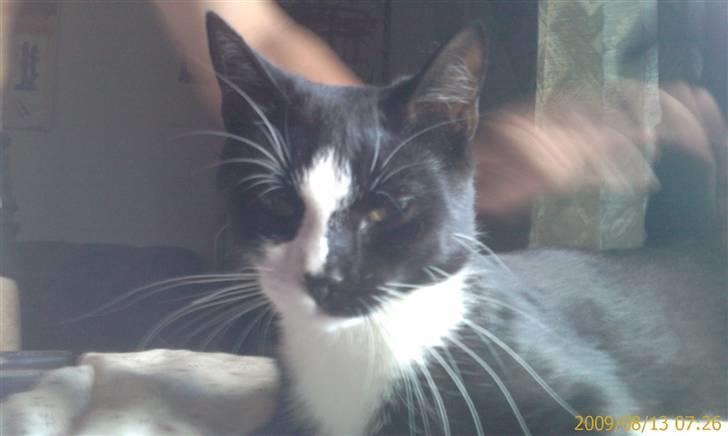 Blanding af racer Spotty - Skal du absolut tage billeder af mig om morgenen mor? billede 10