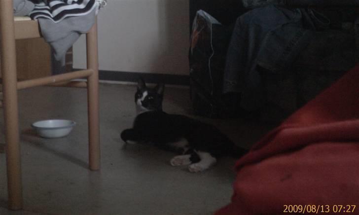 Blanding af racer Spotty - Jeg ligger her henne mor! billede 11