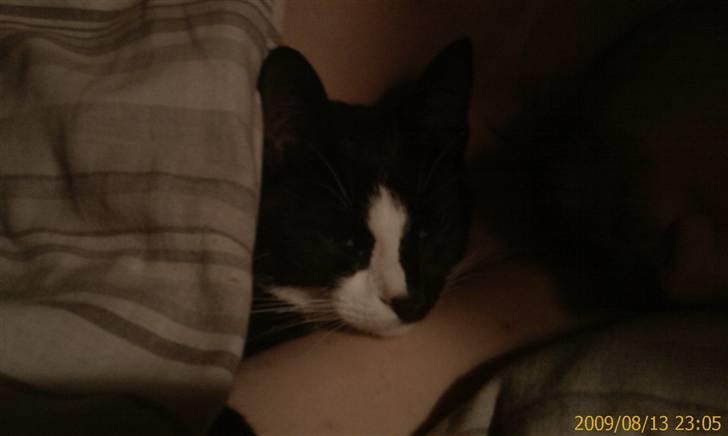 Blanding af racer Spotty - Mig og far sover lige billede 12