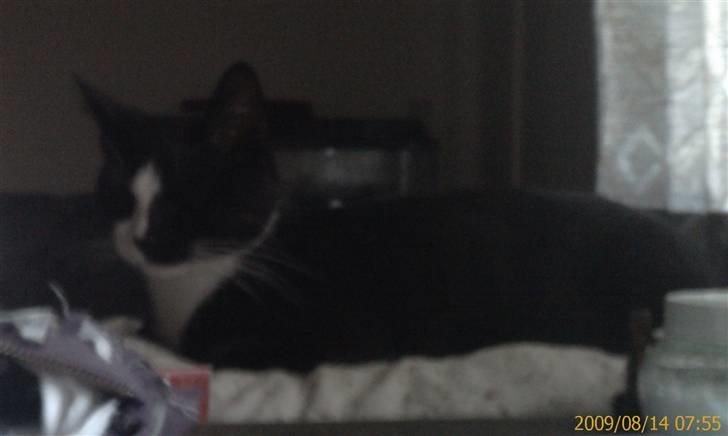 Blanding af racer Spotty - Dejligt at slappe af på min seng billede 13