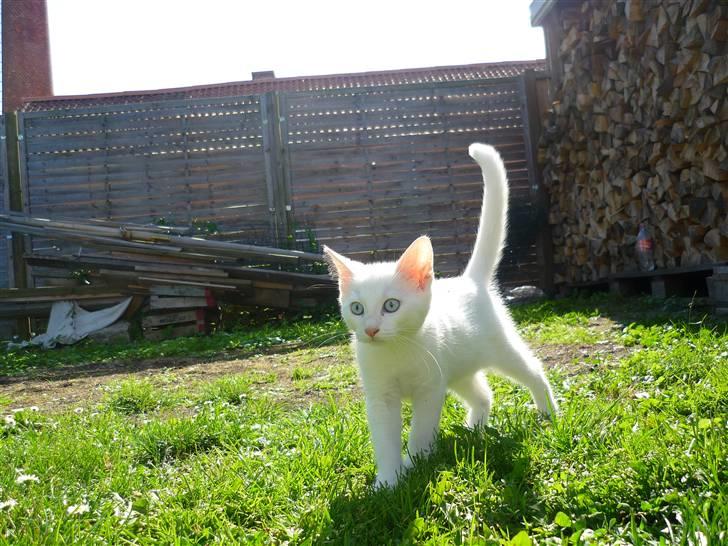 Blanding af racer Miss Minë (Kat) - "Øhrj, jeg var ude for allerførste gang! Det var meget spændende!" billede 8