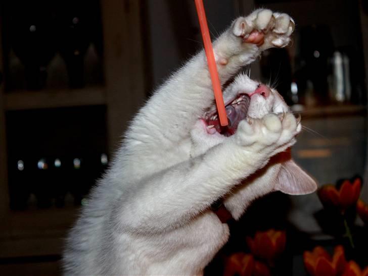 Blanding af racer Miss Minë (Kat) - Øhm, Kat? Hva´ f*nden har du gang i!? billede 9