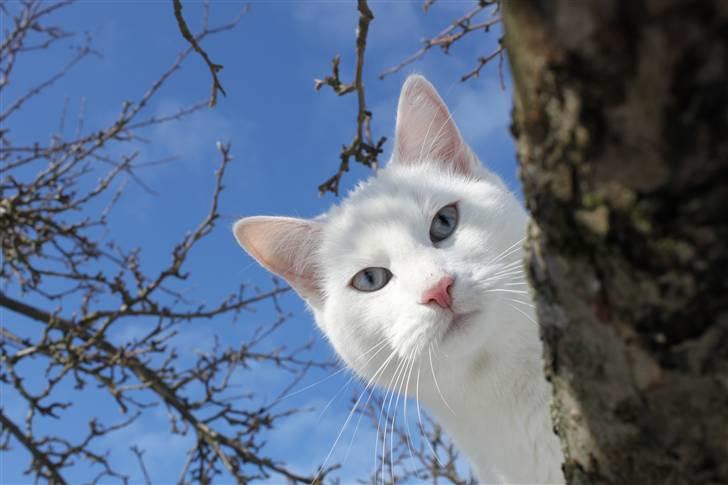 Blanding af racer Miss Minë (Kat) - "Moshi, moshi!" billede 10