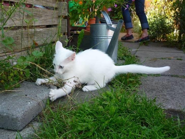 Blanding af racer Miss Minë (Kat) - "Haha! Nu har jeg dig, Sten! DØØØ!" X3 billede 11