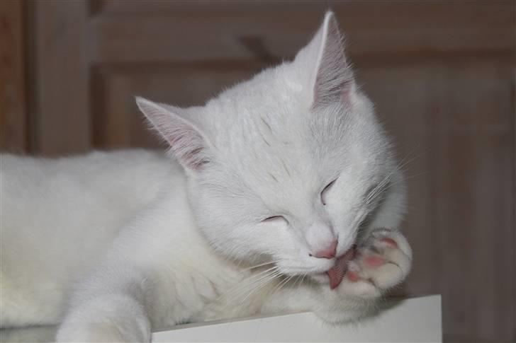 Blanding af racer Miss Minë (Kat) - "Rene poter!" hehe.. ^^ billede 12