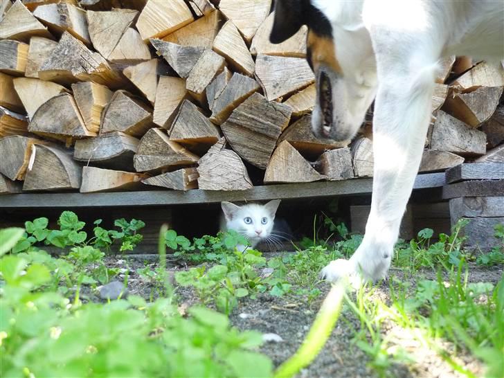 Blanding af racer Miss Minë (Kat) - "Hej Casper... Du ser godt nok stor ud her nede fra!" O.O´ billede 13
