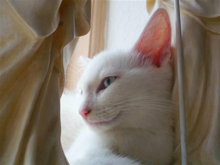 Blanding af racer Miss Minë (Kat) - "Ubeskrivelig smuk er vel et selvfølge, når man bliver født som kat?" ;) billede 14