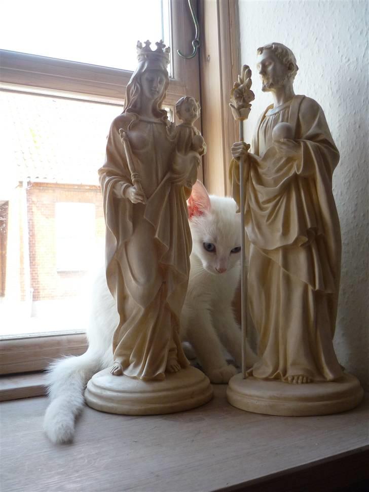 Blanding af racer Miss Minë (Kat) - Jesu Vogterløve.... billede 15