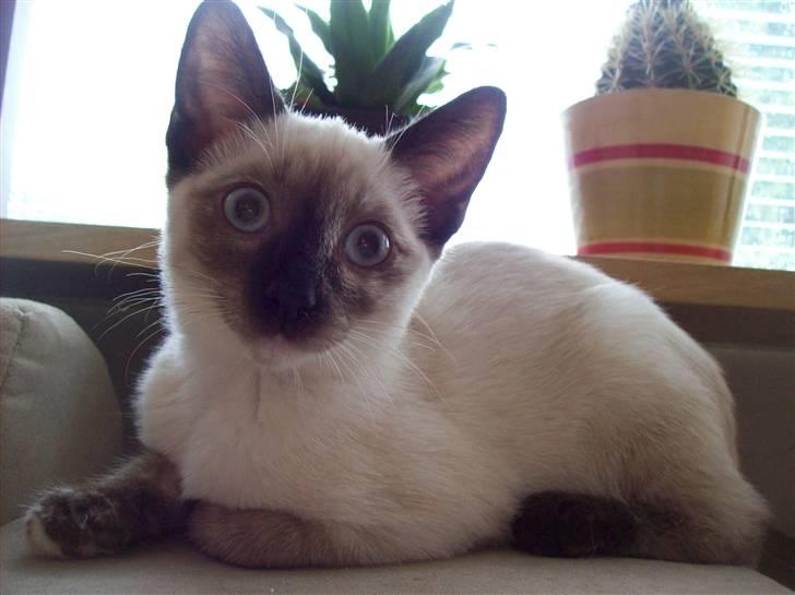 Siameser choko - 14 uger billede 1