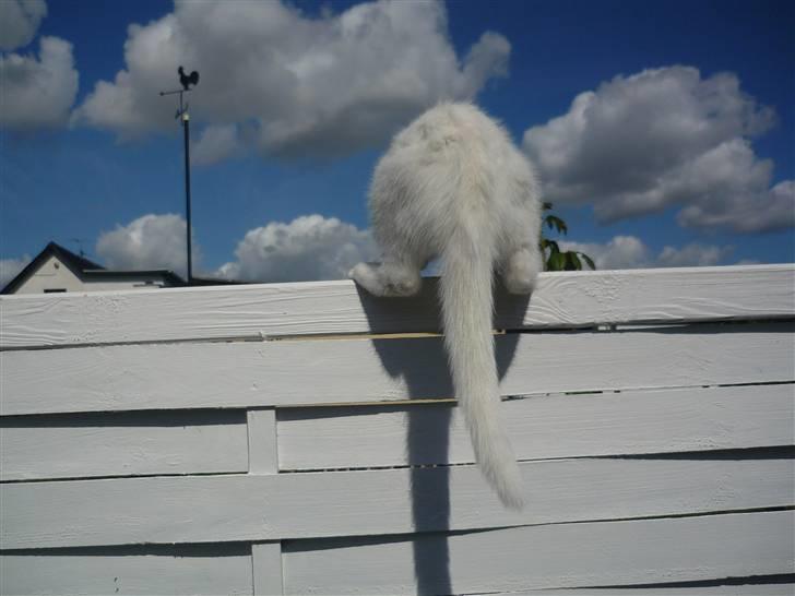 Blanding af racer Miss Minë (Kat) - "Nu gider jeg altså ikke snakke med dig mere!" billede 16