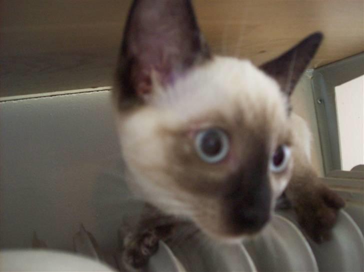 Siameser choko - 14 uger billede 2