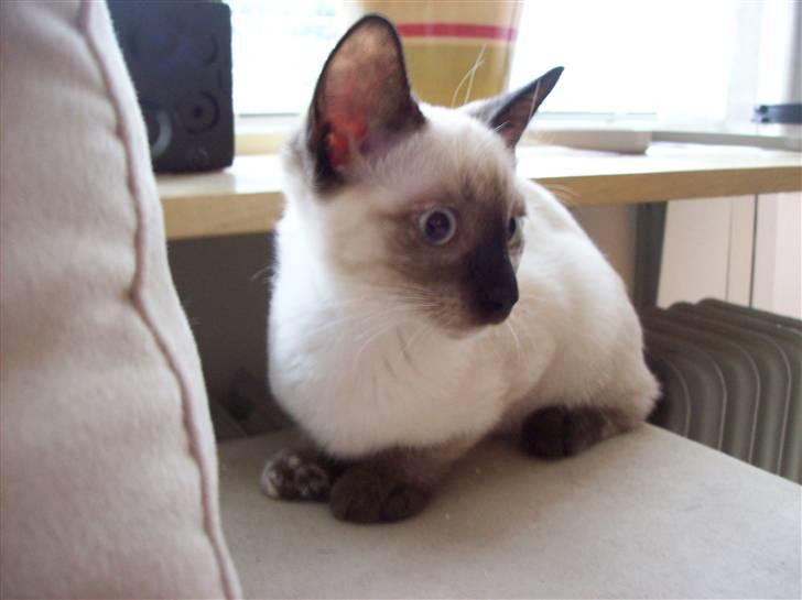 Siameser choko - 14 uger billede 3