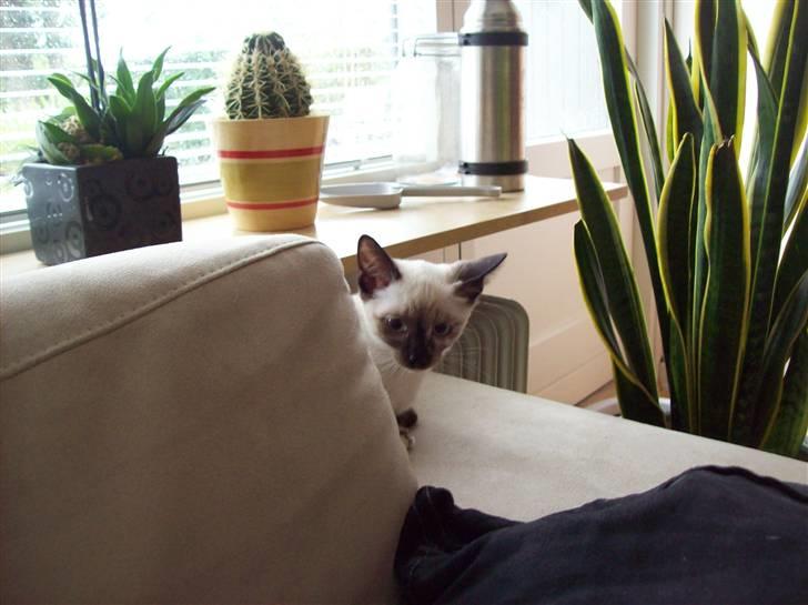 Siameser choko - 14 uger billede 4