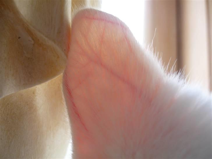 Blanding af racer Miss Minë (Kat) - "Mit smukke øre?... Sofie, hvorfor har du lagt et billede ind af mit øre?!" XD billede 17