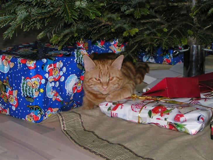 Huskat Findus - nej hvor er det dejlig at ligge i julegaverne billede 2