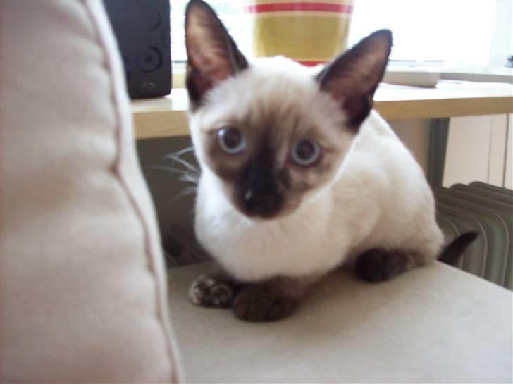 Siameser choko - 14 uger billede 5