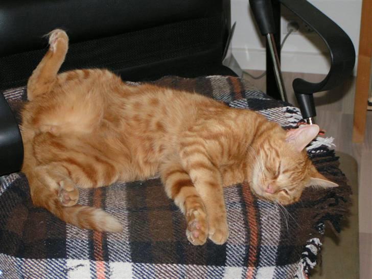 Huskat Findus - jeg tar lige en slapper billede 3