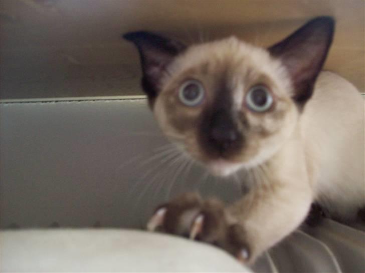 Siameser choko - 14 uger billede 6