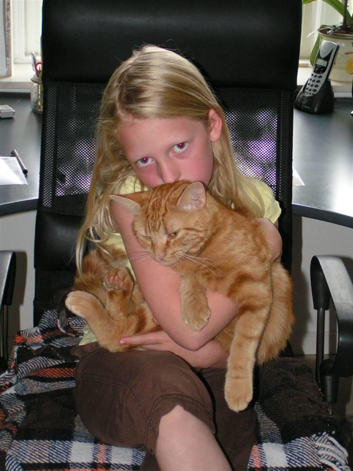 Huskat Findus - sofie og findus billede 4