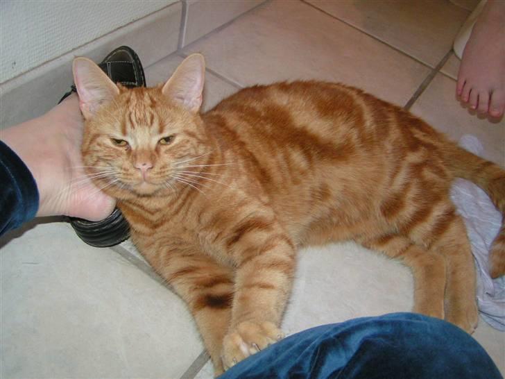 Huskat Findus billede 5