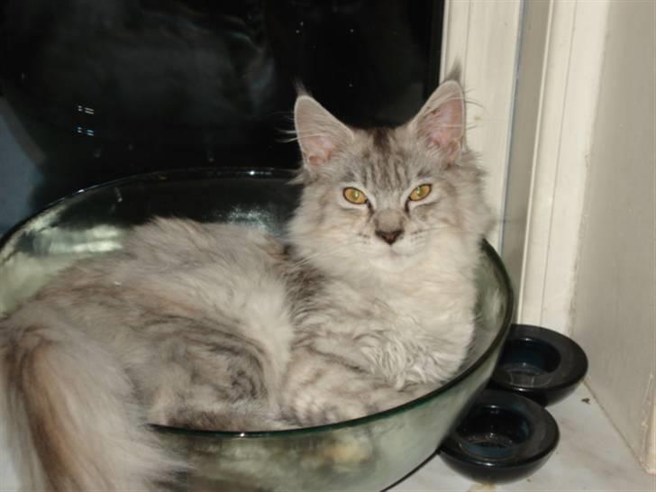 Maine Coon Josefine billede 1