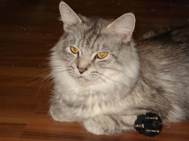 Maine Coon Josefine billede 2