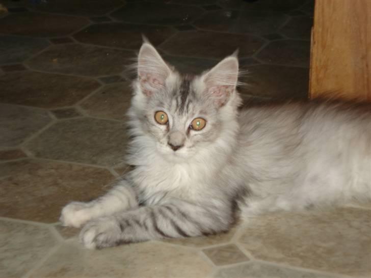 Maine Coon Josefine billede 3