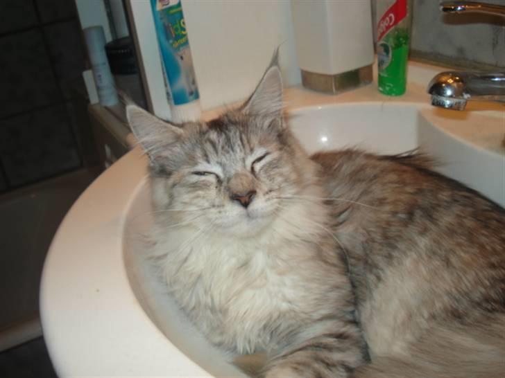 Maine Coon Josefine billede 4