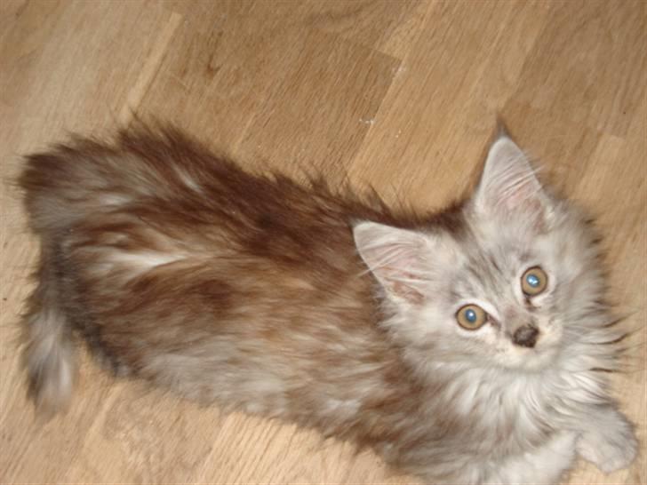 Maine Coon Josefine billede 5