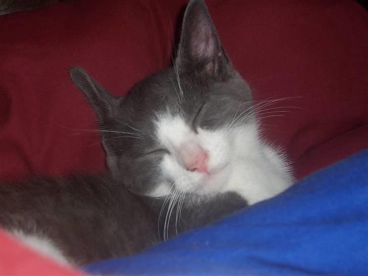 Huskat Gismo billede 7