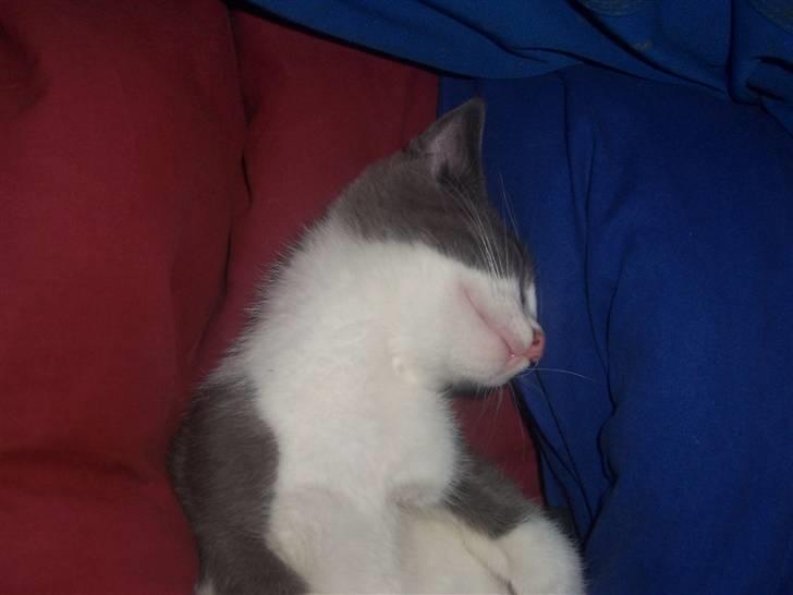 Huskat Gismo billede 8