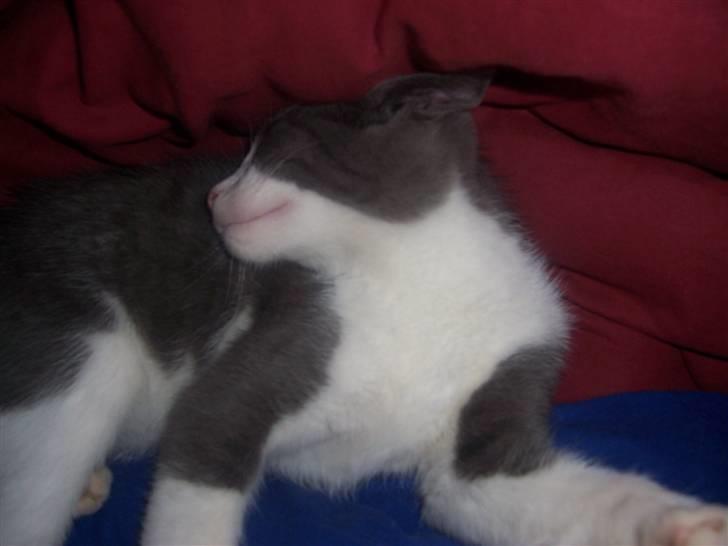 Huskat Gismo billede 9