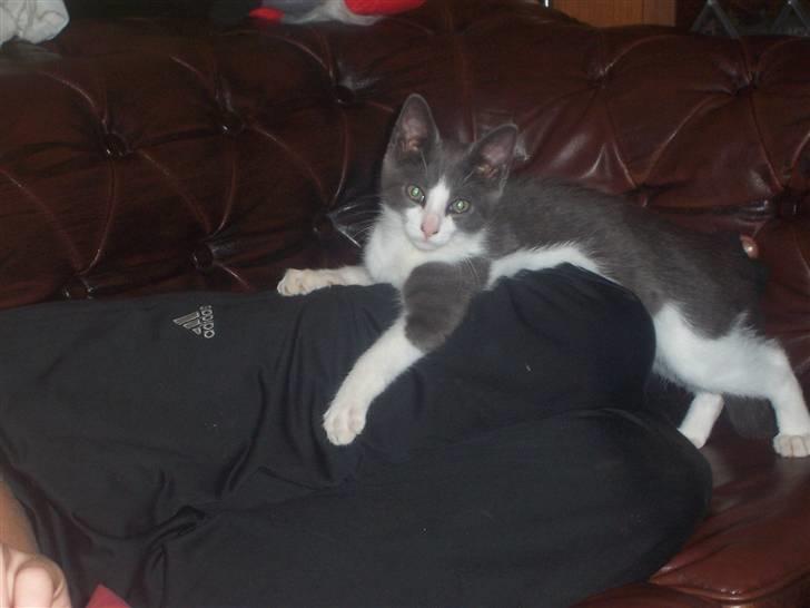 Huskat Gismo billede 10