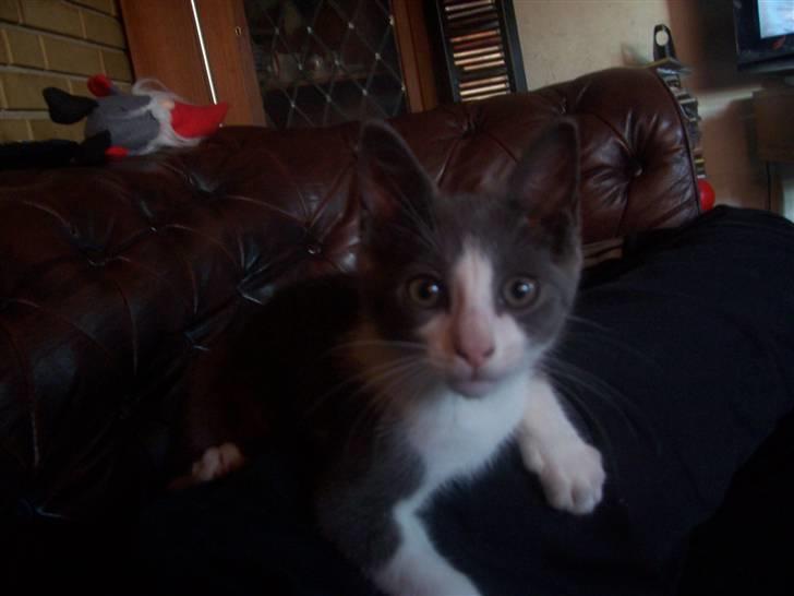 Huskat Gismo billede 11