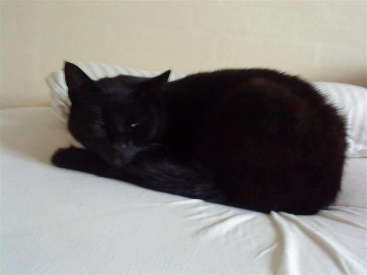 Huskat Mille <3 R.I.P billede 2