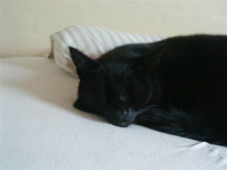 Huskat Mille <3 R.I.P billede 3