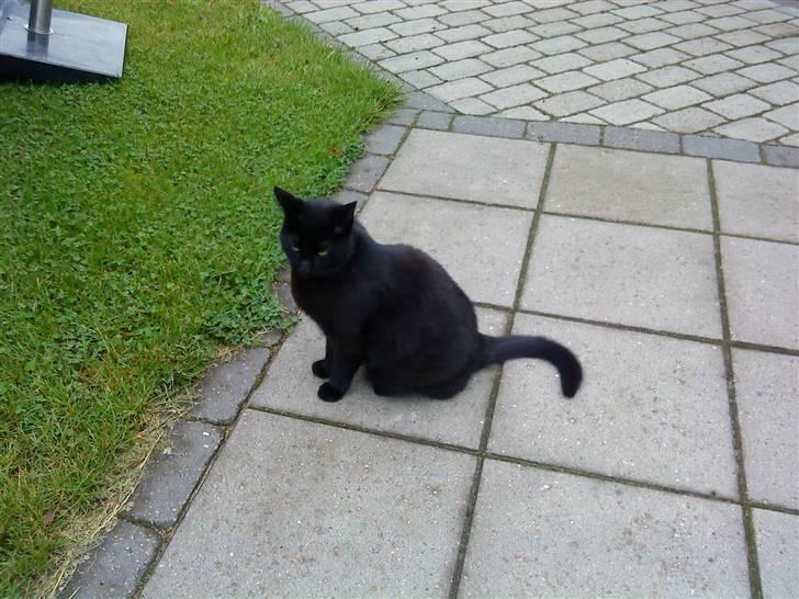 Huskat Mille <3 R.I.P billede 4