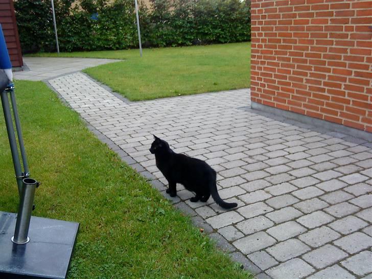 Huskat Mille <3 R.I.P billede 5