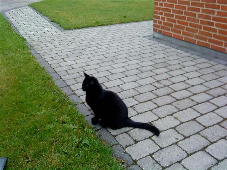 Huskat Mille <3 R.I.P billede 6