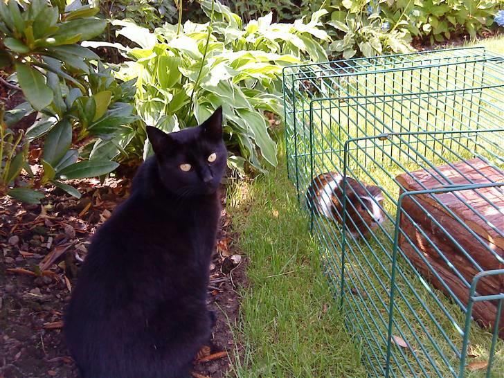 Huskat Mille <3 R.I.P - Mille&Biver<3 billede 7