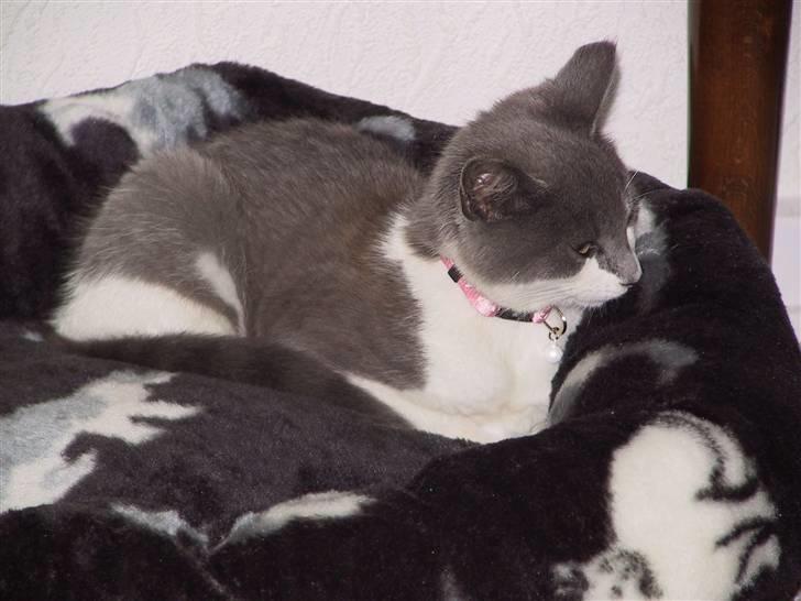 Blanding af racer Kisser billede 1