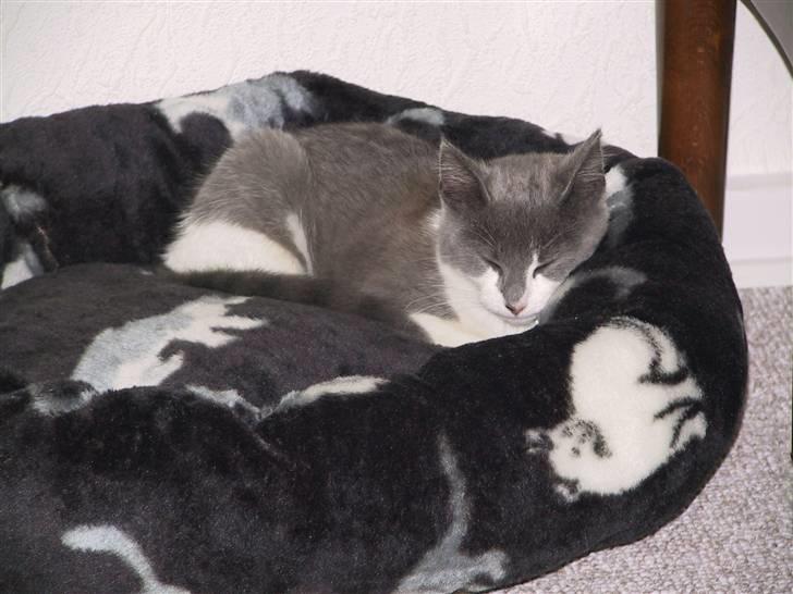 Blanding af racer Kisser billede 2