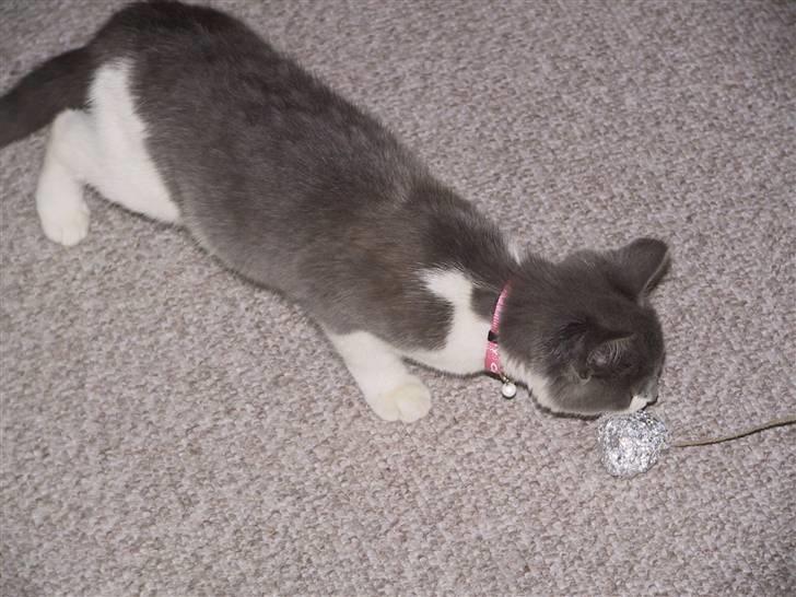 Blanding af racer Kisser billede 3