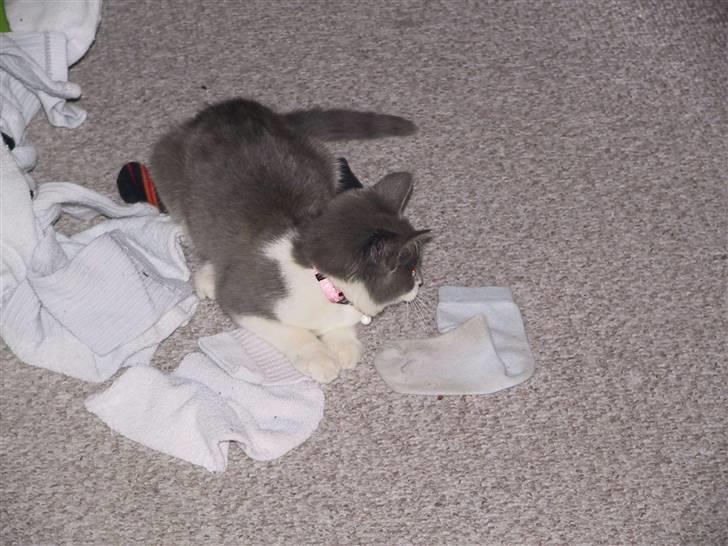 Blanding af racer Kisser billede 4