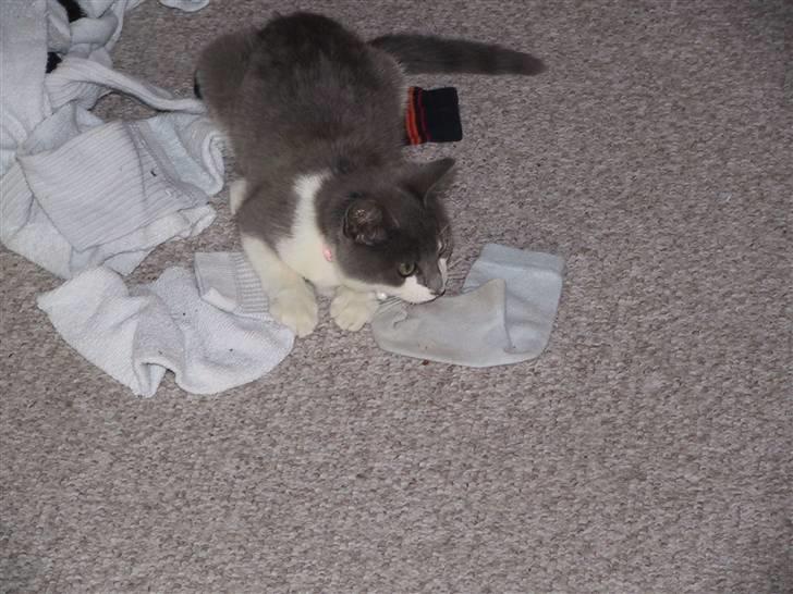 Blanding af racer Kisser billede 5