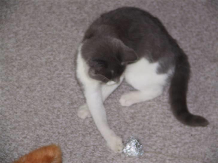 Blanding af racer Kisser billede 6