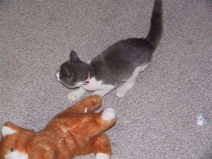 Blanding af racer Kisser billede 7