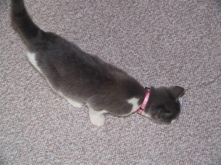 Blanding af racer Kisser billede 8