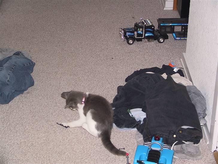 Blanding af racer Kisser billede 9