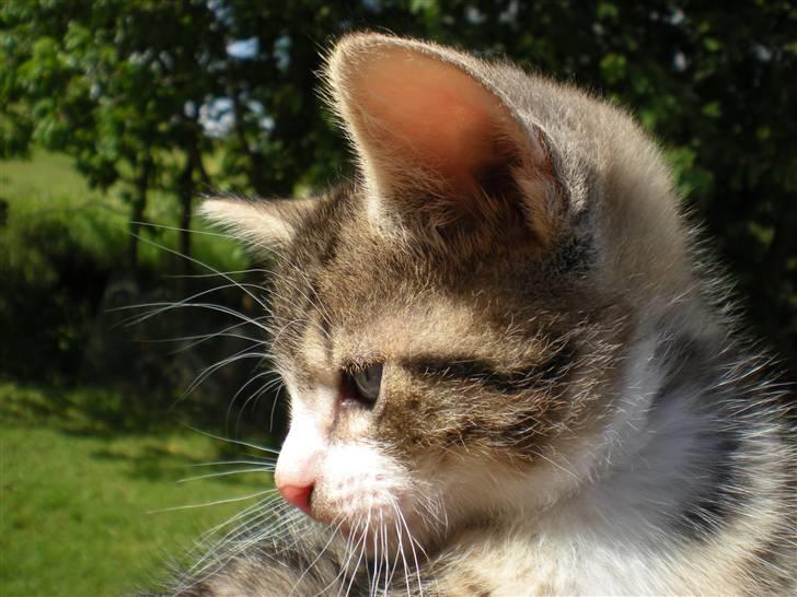 Blanding af racer loui billede 1